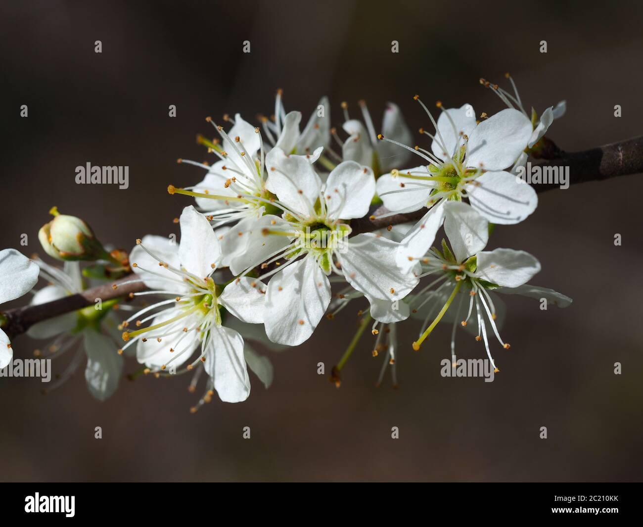 Nahaufnahme von zarten weißen Schlehdornblüten auf einem Ast im Frühjahr Stockfoto
