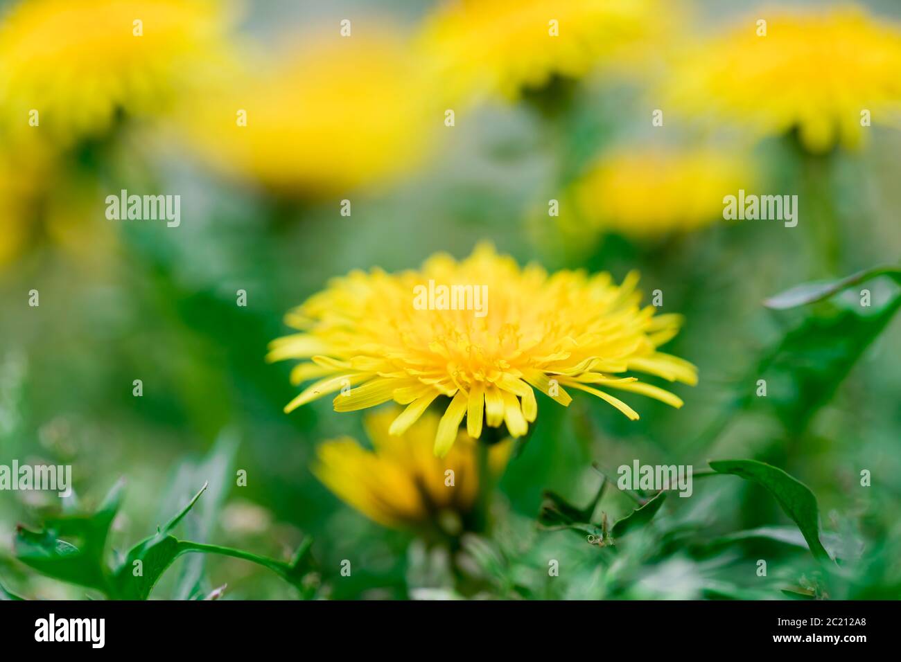 Gelber Dandelion auf der Wiese Stockfoto