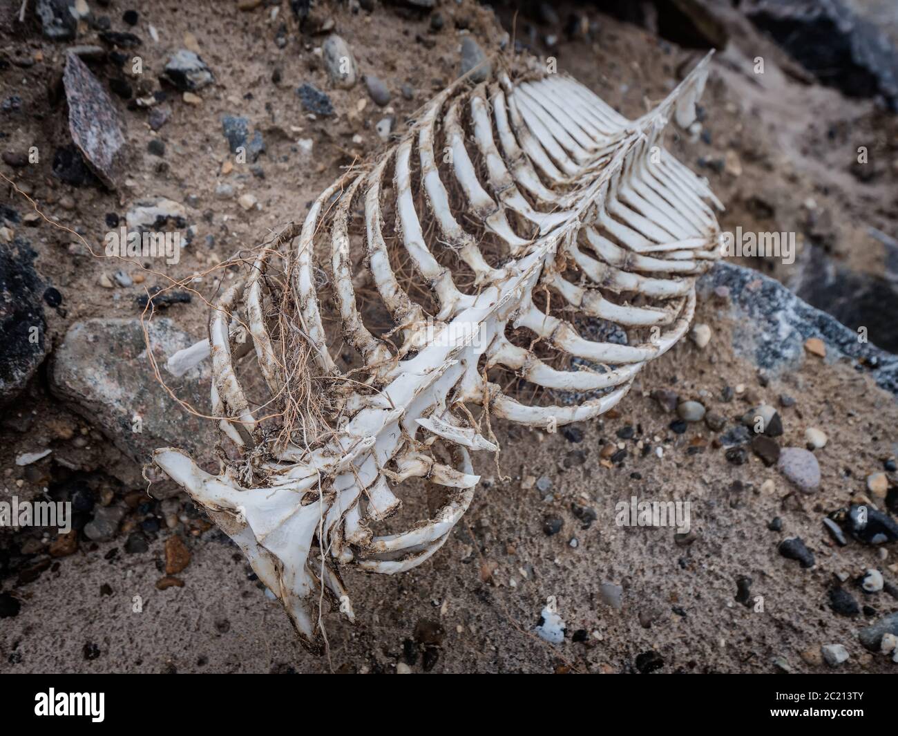 Schweinswal Skelett am Strand in Lild, Dänemark Stockfoto