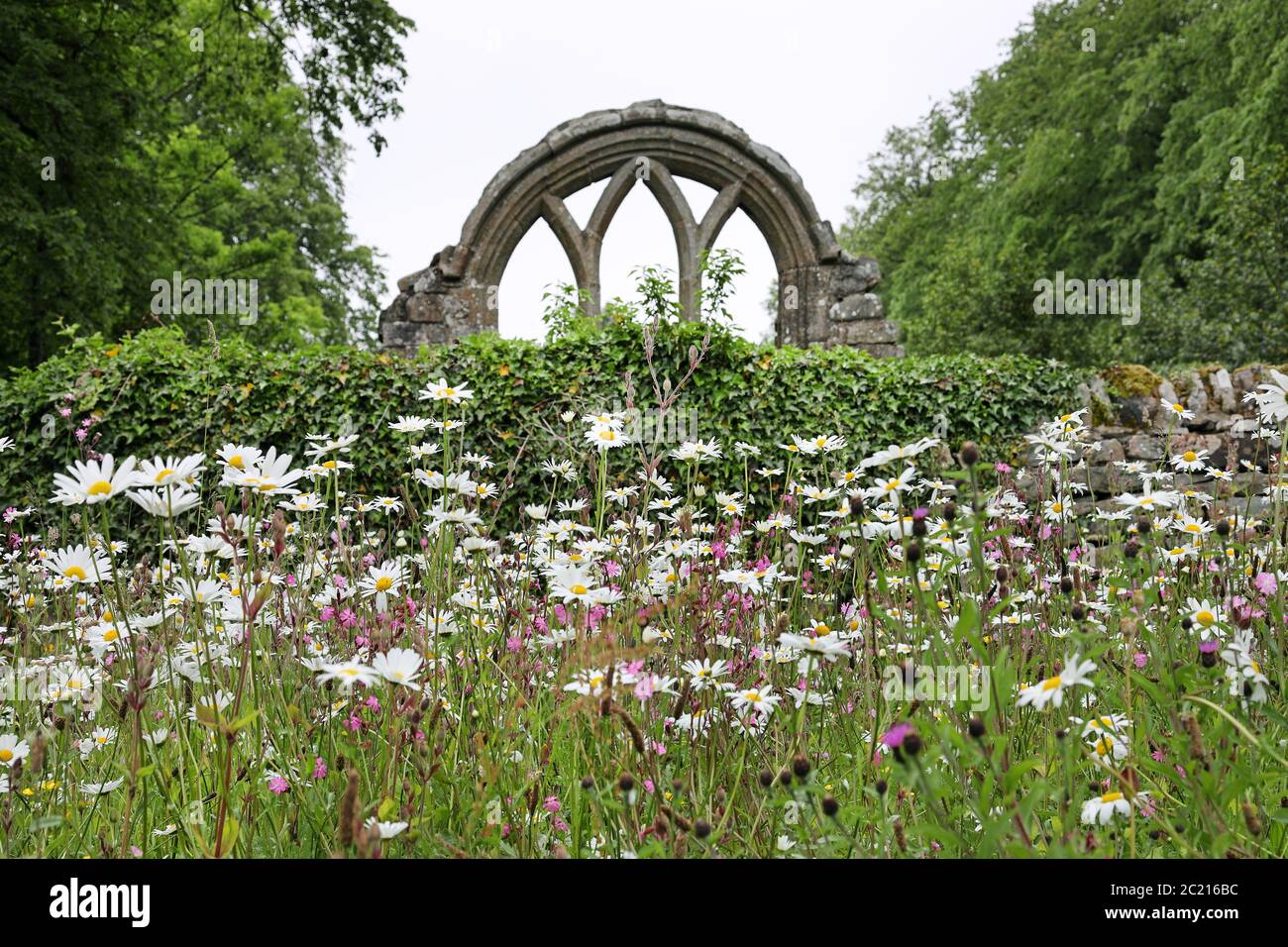OX-Eye Gänseblümchen im Wild Flower Garden der St. Mary the Virgin Church, Middleton-in-Teesdale, County Durham, Großbritannien Stockfoto