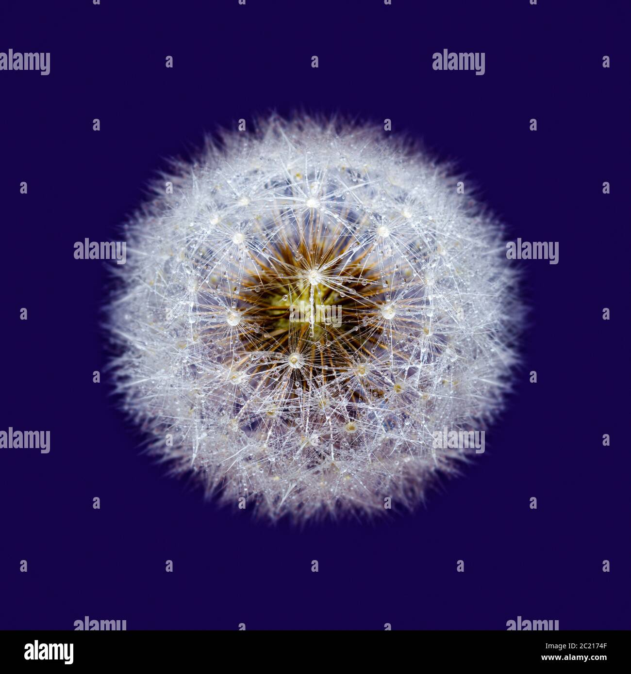 Isolierter Löwenzahn-sead-Kopf mit Tau-Tropfen, auf violett. Stockfoto