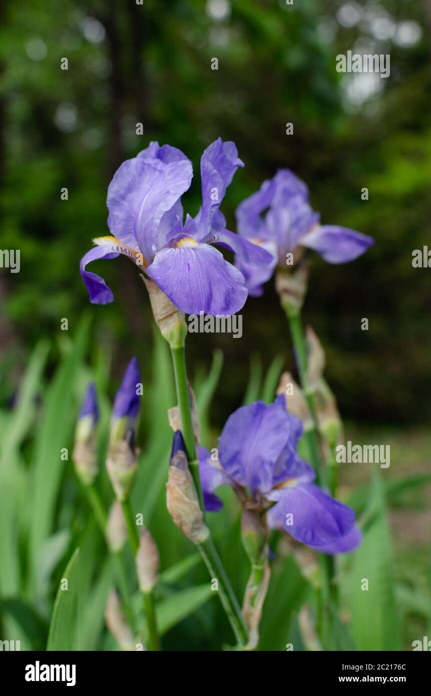 Iris Blume auf dem Blumenbeet im Park an einem warmen Frühlingsnachmittag, Nahaufnahme Stockfoto