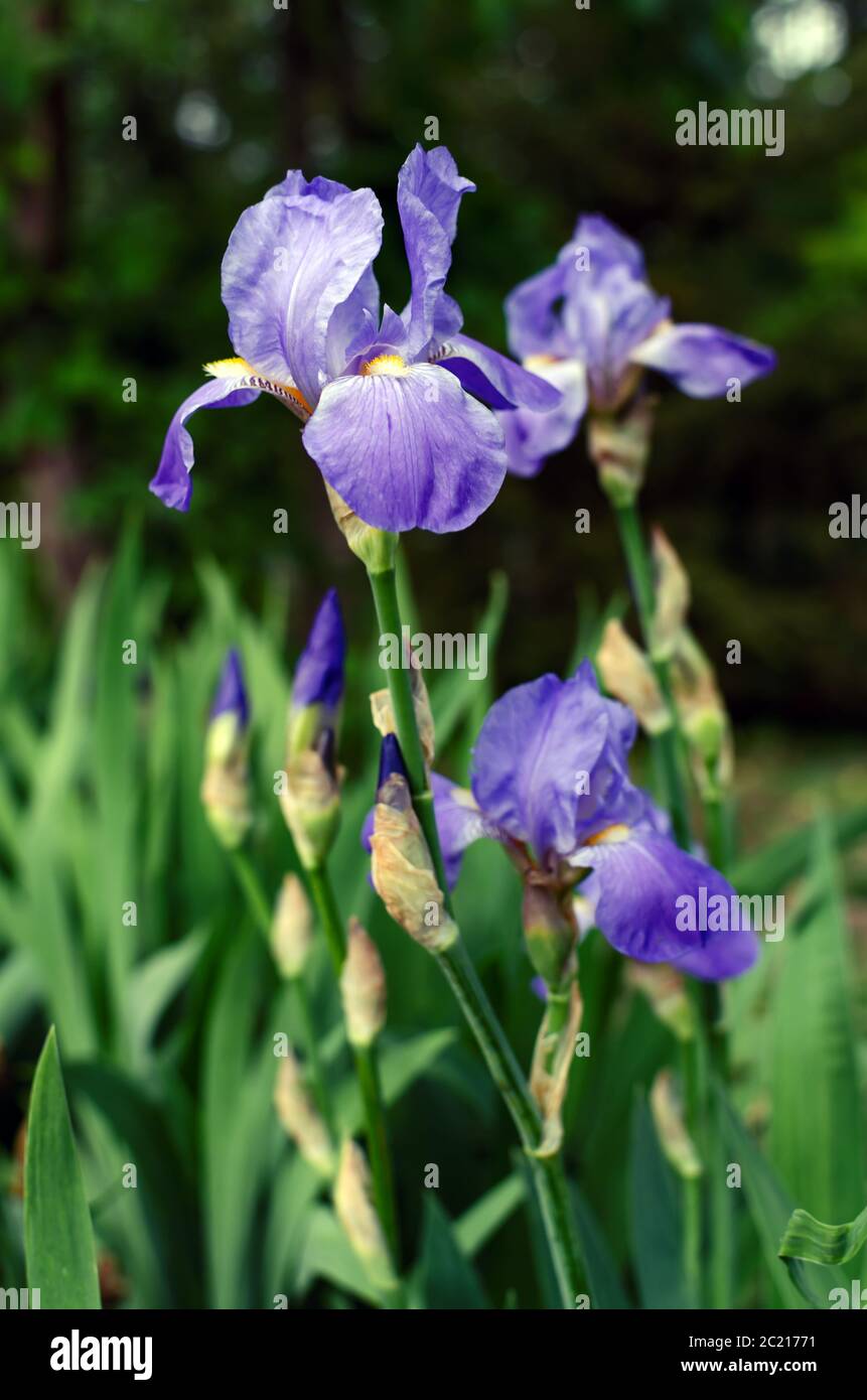 Iris Blume auf dem Blumenbeet im Park an einem warmen Frühlingsnachmittag, Nahaufnahme Stockfoto