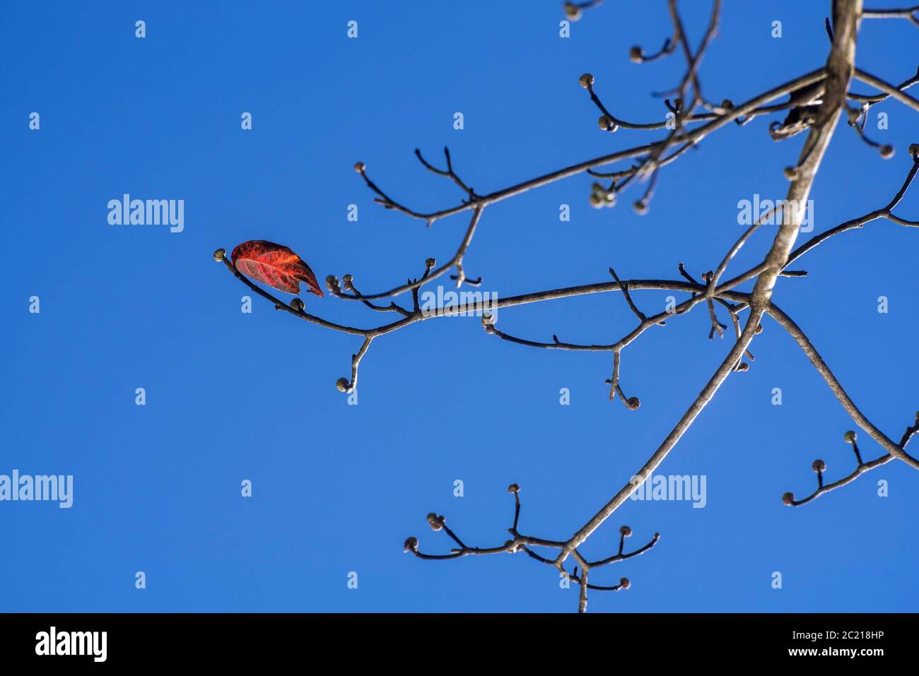 Letzte Überbleibsel der Herbstsaison, ein einziges buntes Blatt, hängt an inmitten der zukünftigen Frühlingsknospen auf einem Florida Dogwood Baum in Nord-Zentral-FL Stockfoto
