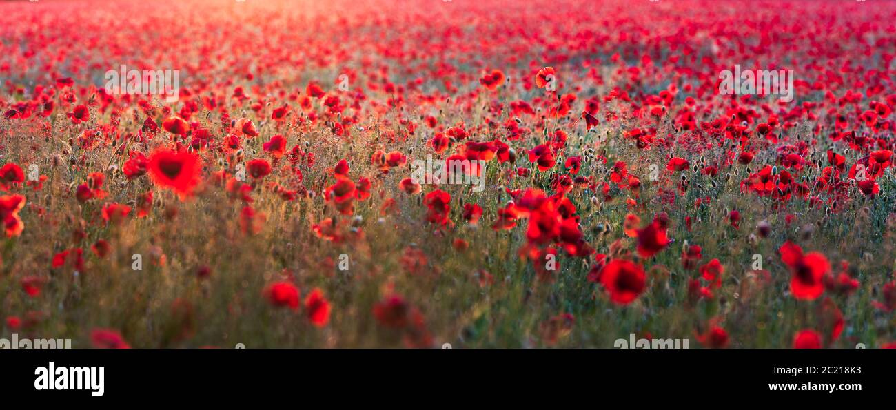 Golden Backlit Norfolk Mohn Feld Panorama. Heacham, Juni 2020 Stockfoto