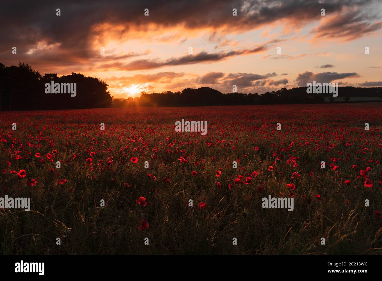 Hintergrundbeleuchteter stimmungsvolle Sonnenaufgang über Norfolk Mohn Feld i.. Heacham, Juni 2020 Stockfoto