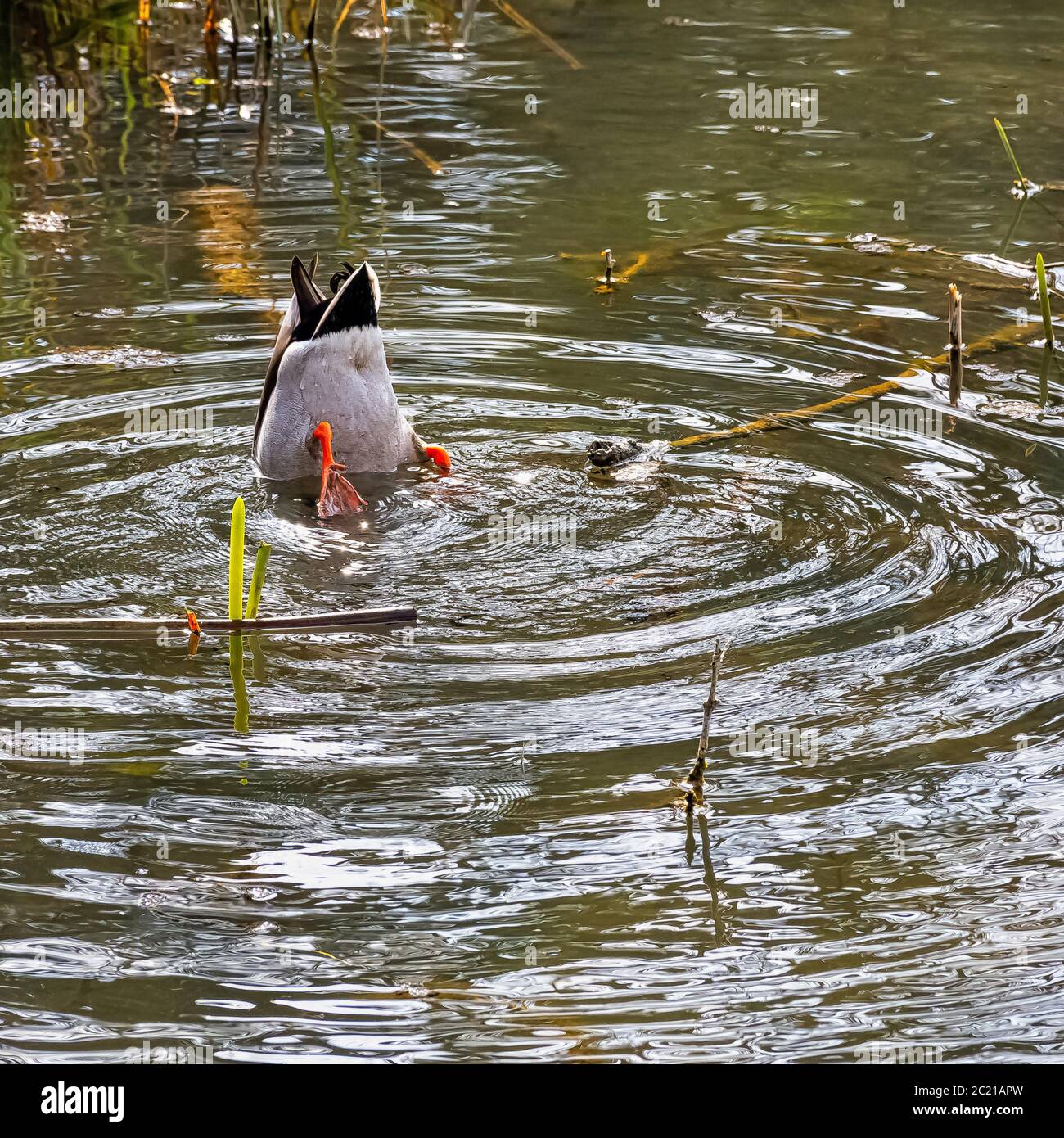 Mallard - Wilde Ente spielt Versteckspiel in Octagon Lake - Stowe, Buckinghamshire, Großbritannien Stockfoto