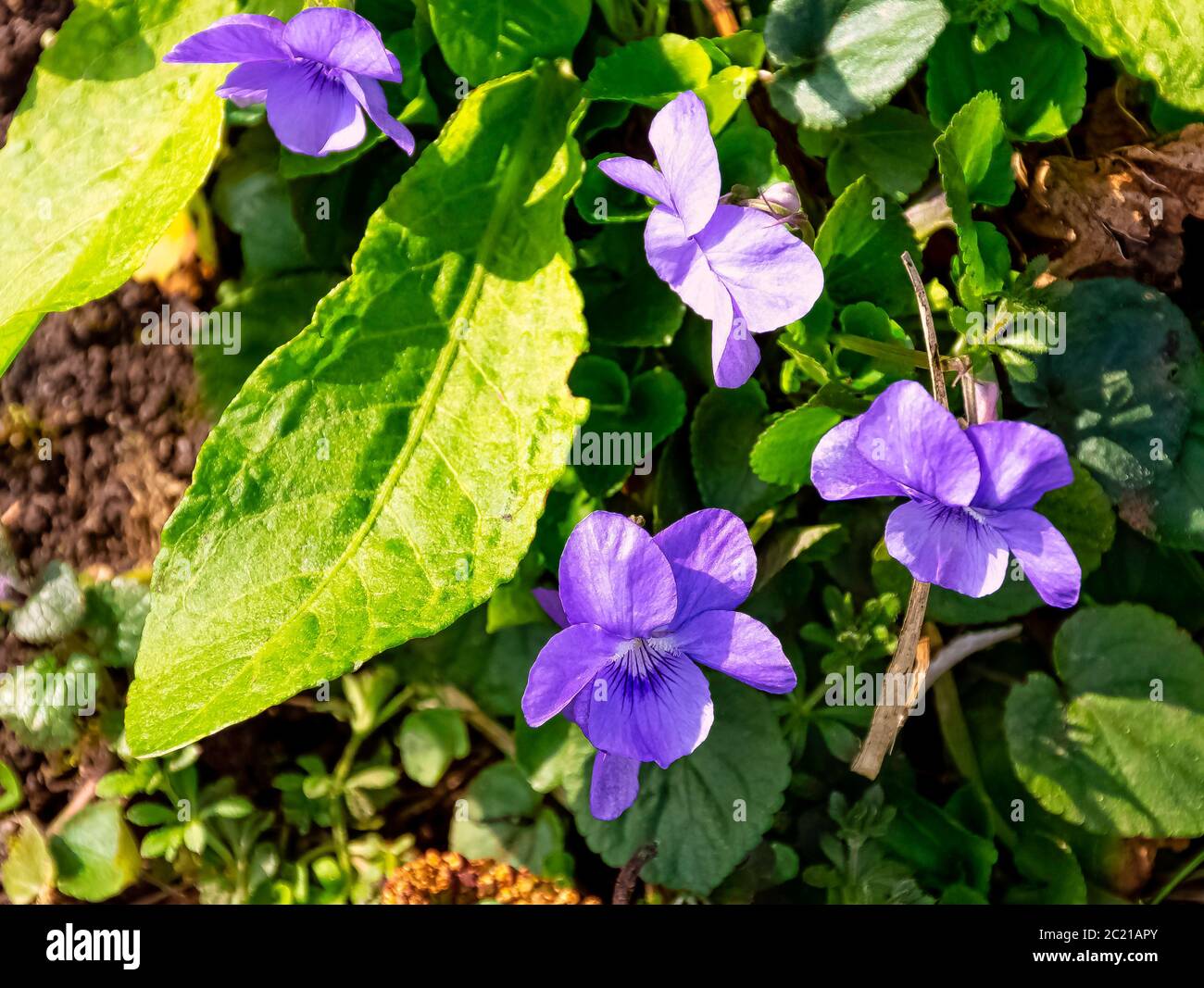 Viola odorata bekannt als Holz, süß, englisch, gemein, Floristen, Oder Gartenviolett - wilde Frühlingsblumen im britischen Park - Stowe, Buckinghamshire, Vereinigtes Königreich Stockfoto