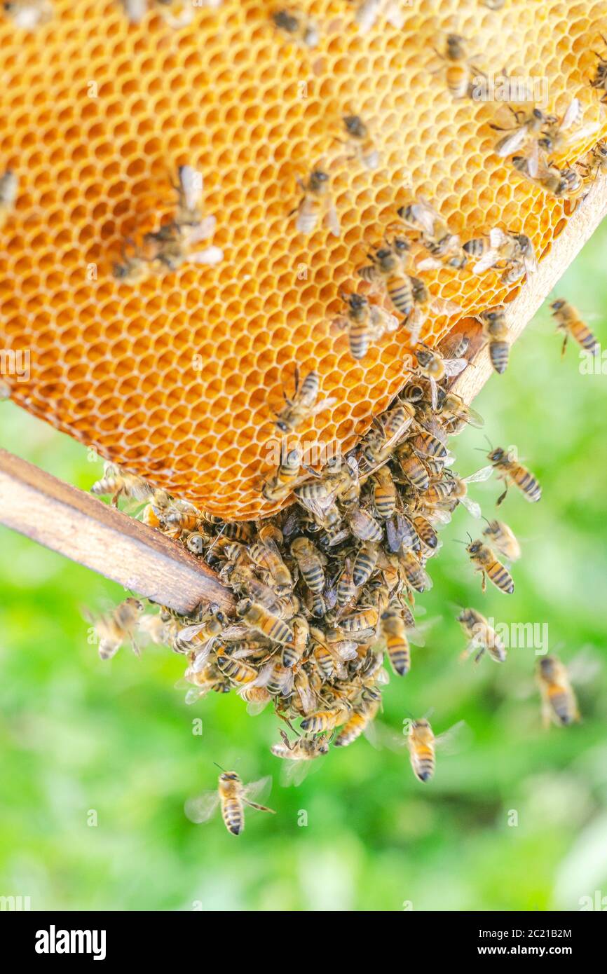 Fleißige Bienen auf Wabe in Bienenhaus Stockfoto