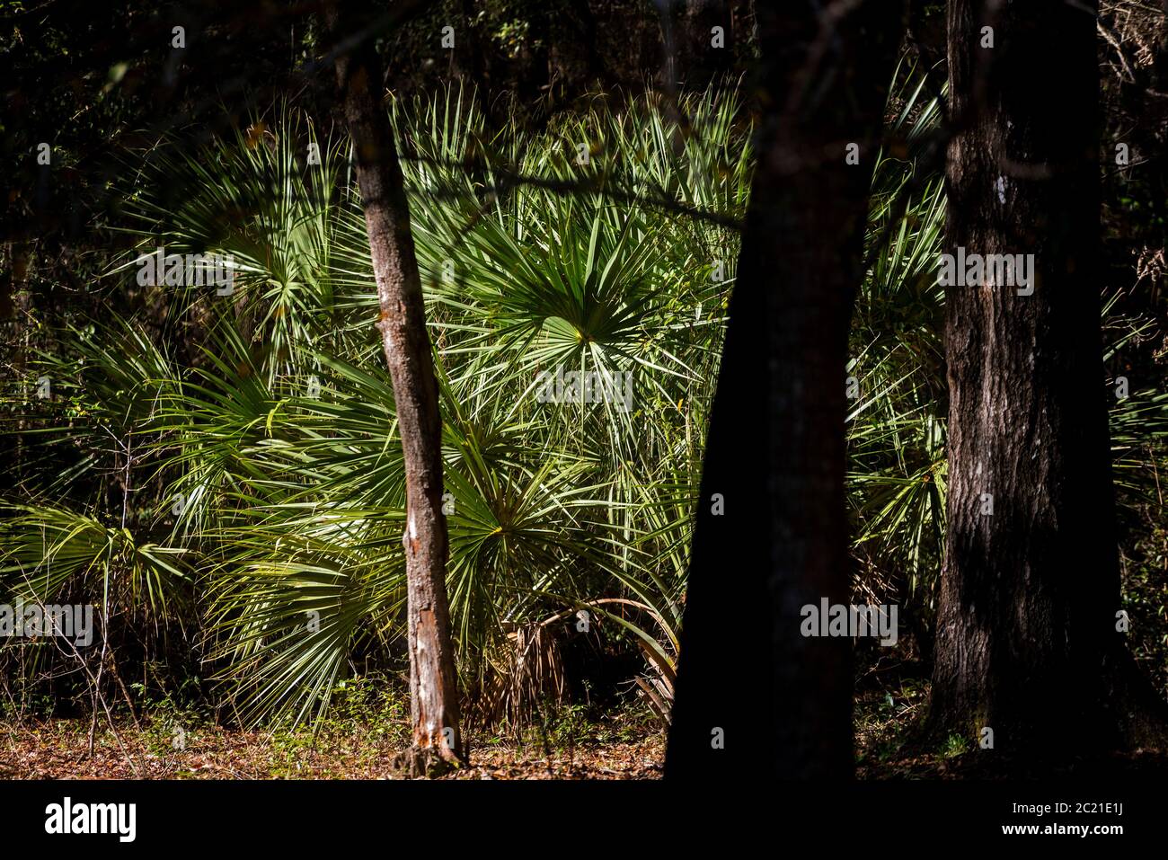 Sabal Palmen unter den Eichen in einem North Florida Waldgebiet. Stockfoto