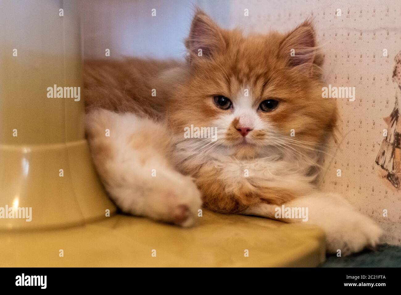 Schöne zwei Monate alte persische Katze ruht. Haustiere Stockfoto