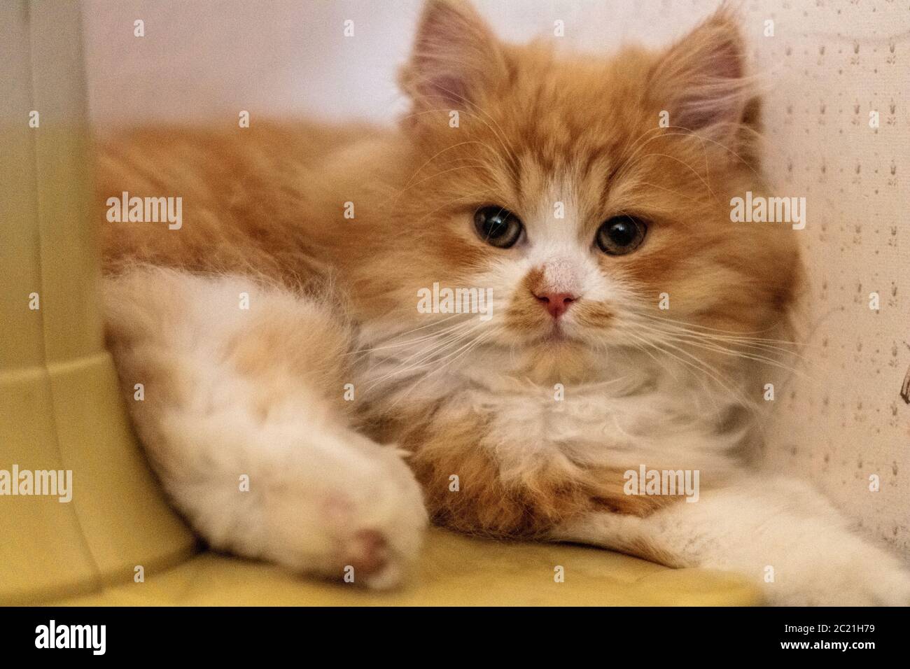 Schöne zwei Monate alte persische Katze ruht. Haustiere Stockfoto