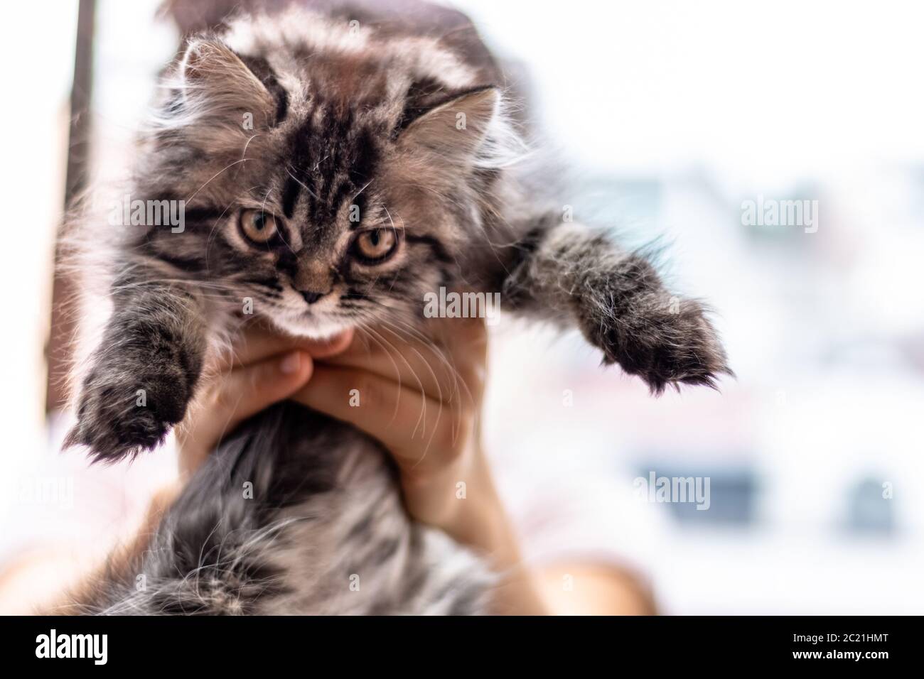 Schöne zwei Monate alte persische Katze ruht. Haustiere Stockfoto