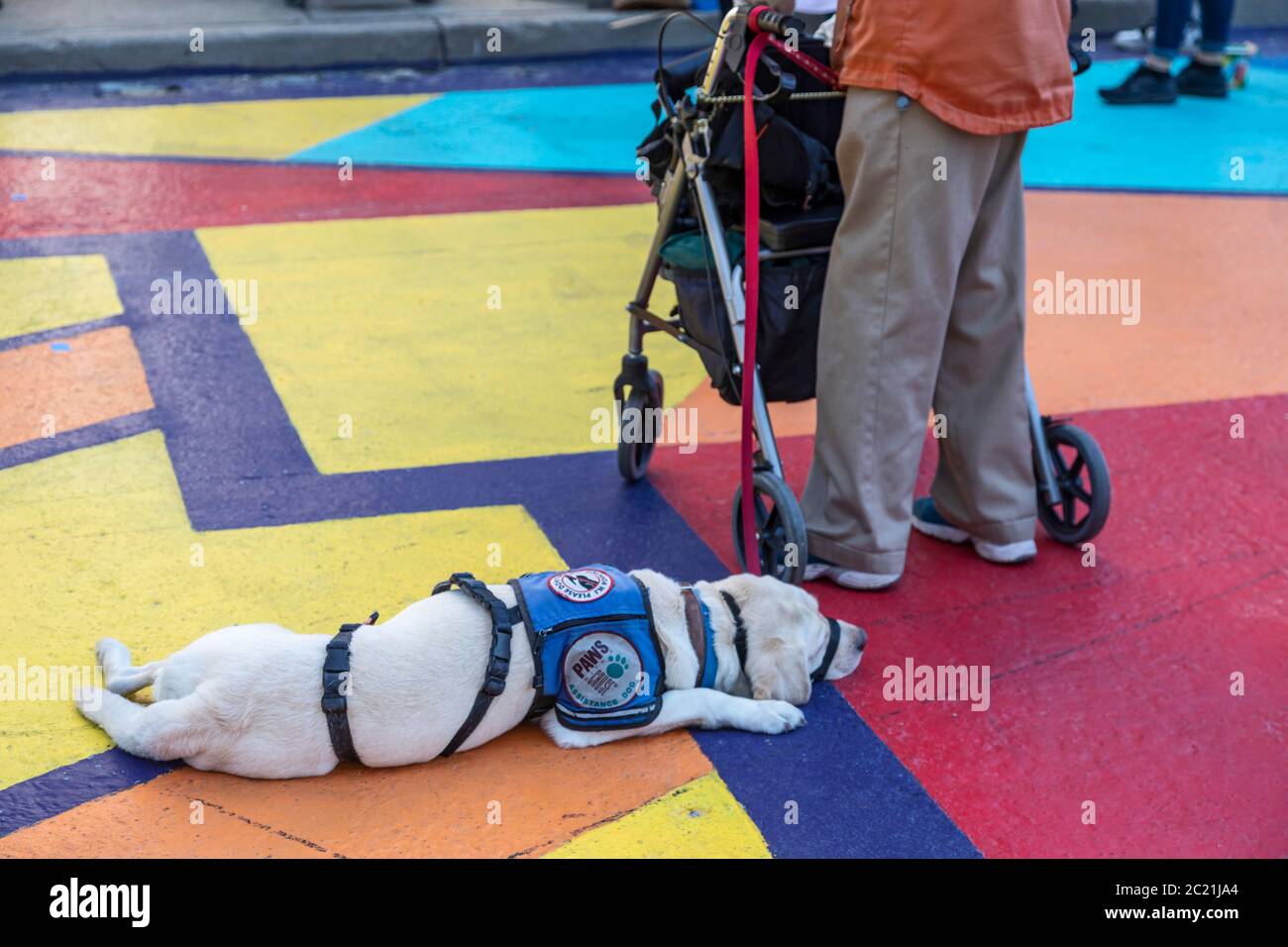 Detroit, Usa. Juni 2020. Detroit, Michigan - EIN Service Hund nippt, als sein Besitzer wartet, um einen schwarzen Behindertenleben Angelegenheit Protest beitreten. Quelle: Jim West/Alamy Live News Stockfoto