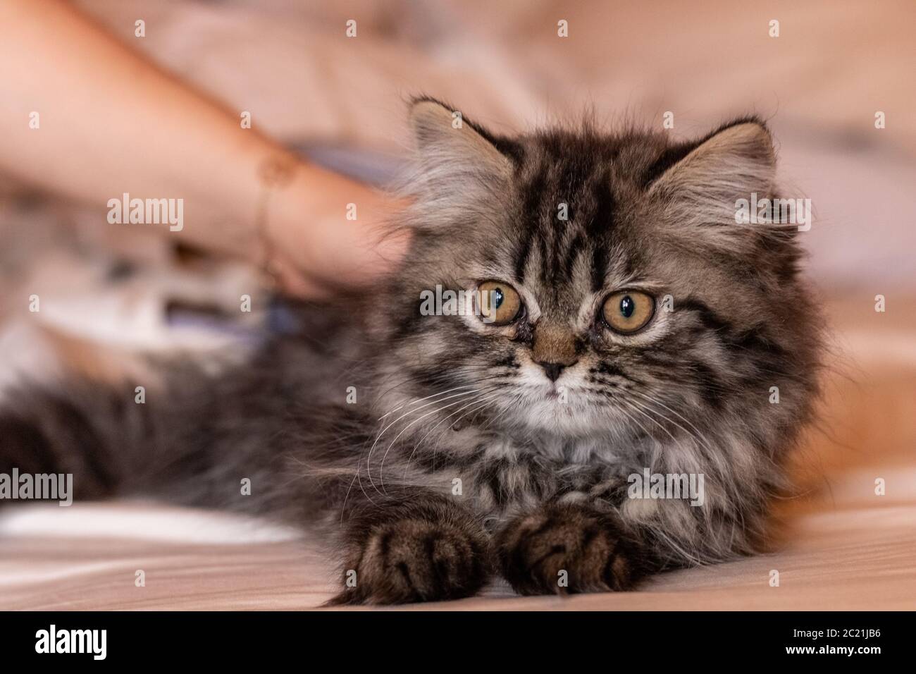 Schöne zwei Monate alte persische Katze ruht. Haustiere Stockfoto
