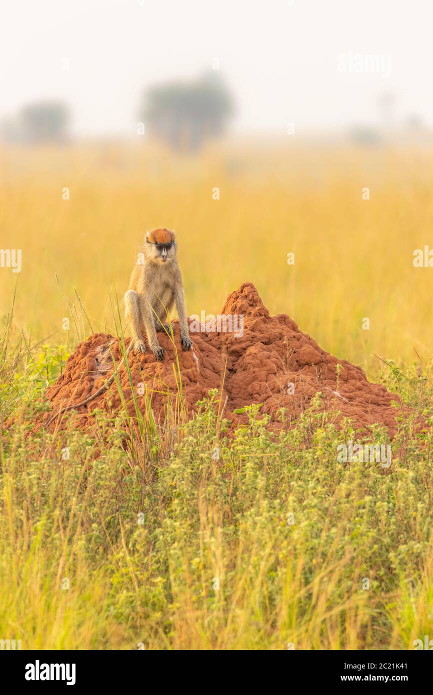 Savanne Affe Stockfotos Und Bilder Kaufen Alamy