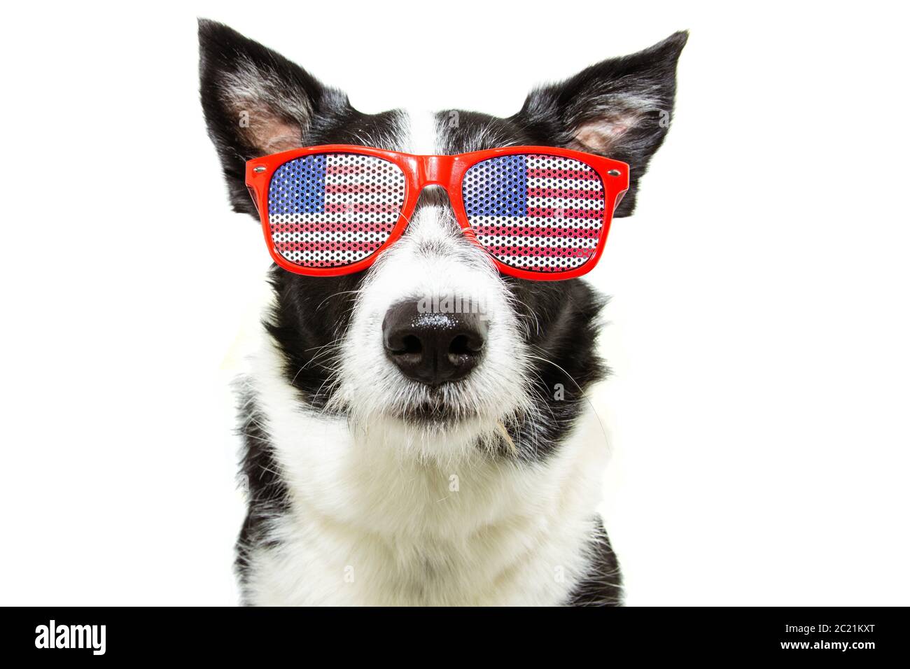 Unabhängigkeitstag 4. juli Grenze Collie Hund. Isoliert auf weißem Hintergrund. Stockfoto