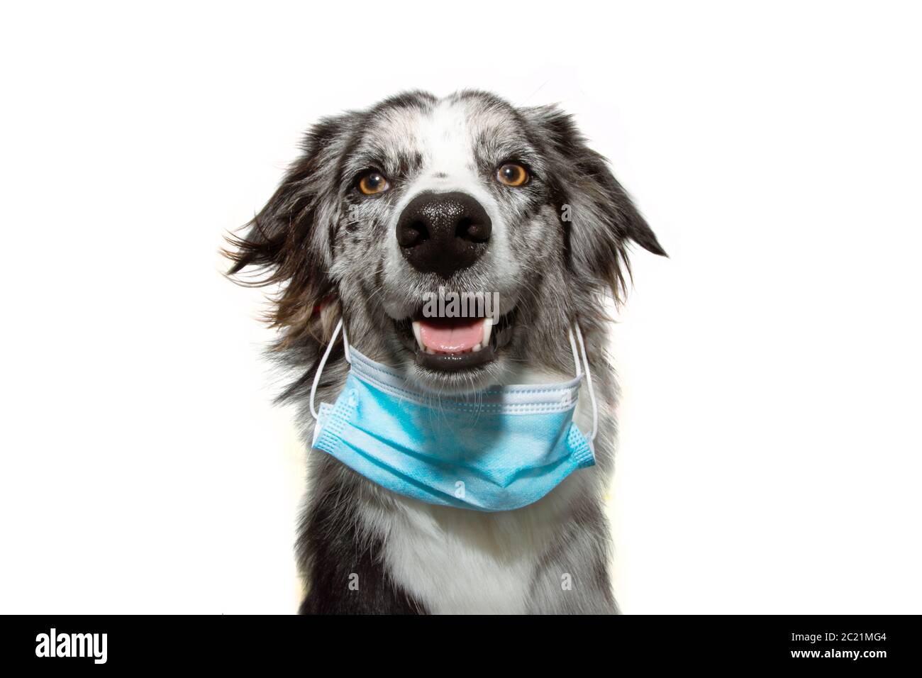 Welpe Hund trägt in worng Weise eine Gesichtsmaske vor Infektionen oder Luftverschmutzung zu schützen, Coronavirus . Stockfoto