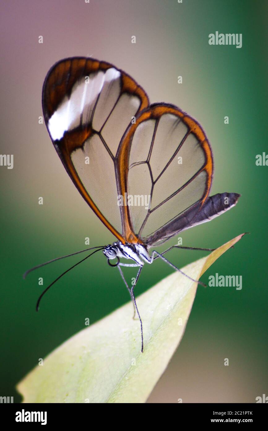 Schmetterling mit Glasflügeln, auf einem Blatt sitzend, Seitenblick. Stockfoto