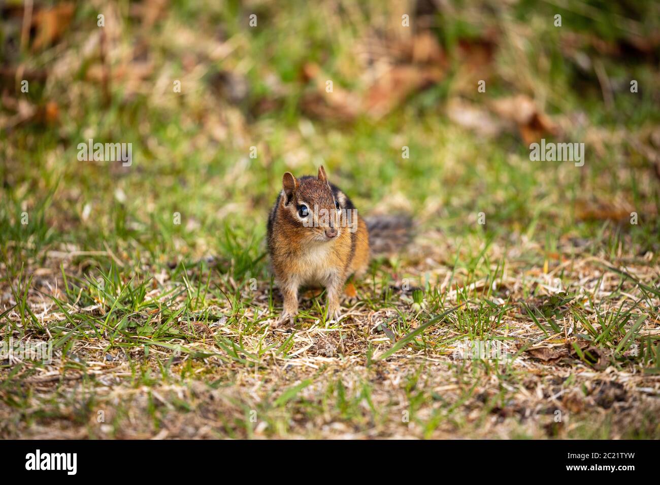 Chipmunks des Pukaskwa Forest in Kanada Stockfoto