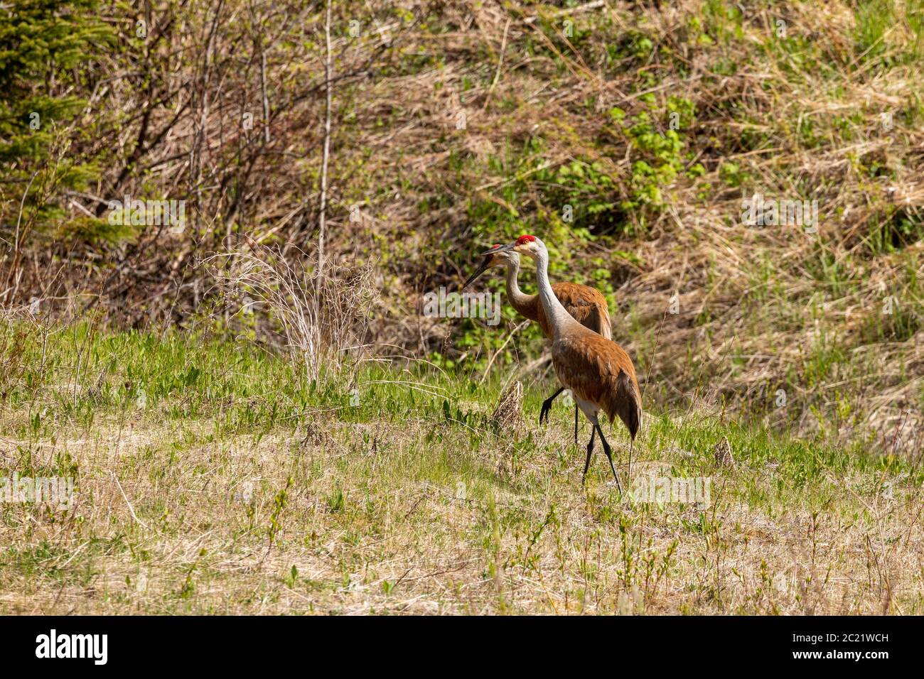 Sandhill Cranes aus Kanada Stockfoto