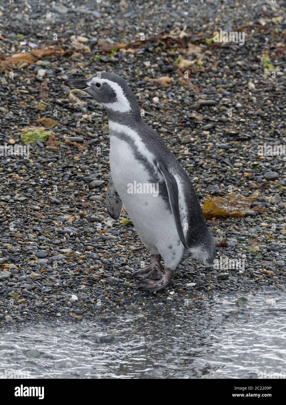 Magellanic Pinguin auf einer Insel im Beagle Kanal, Ushuaia, Argentinien Stockfoto