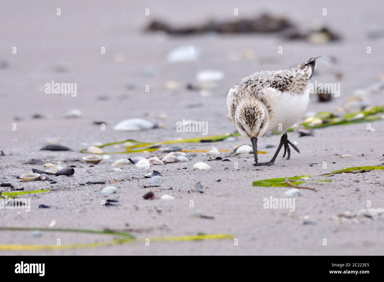 Sanderling (Calidris alba) im Herbst an der ostsee Stockfoto