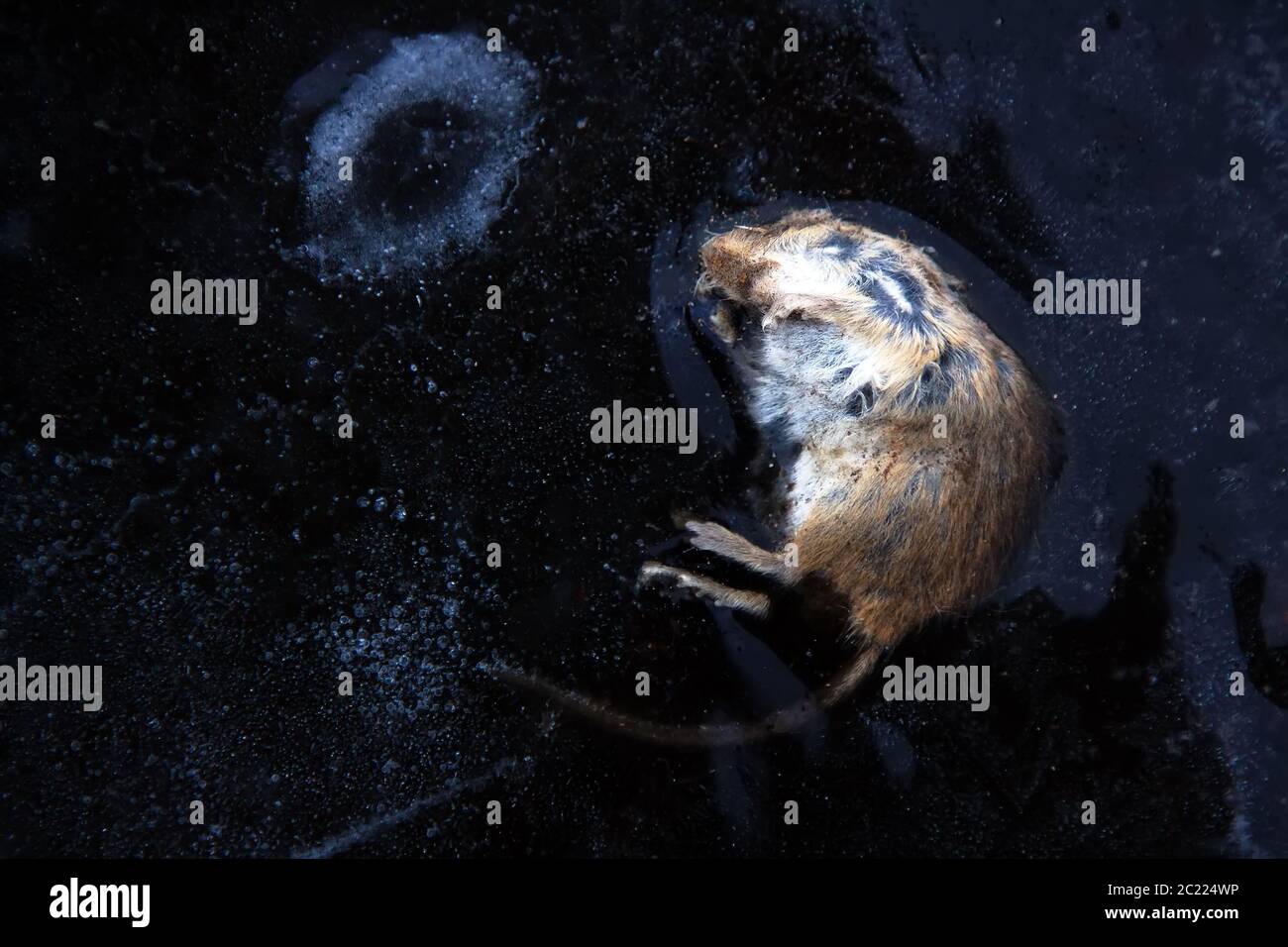 Natürlicher Tod und Körper in der Natur. Maus ertrank im Fluss und dann in Eis gefroren Stockfoto