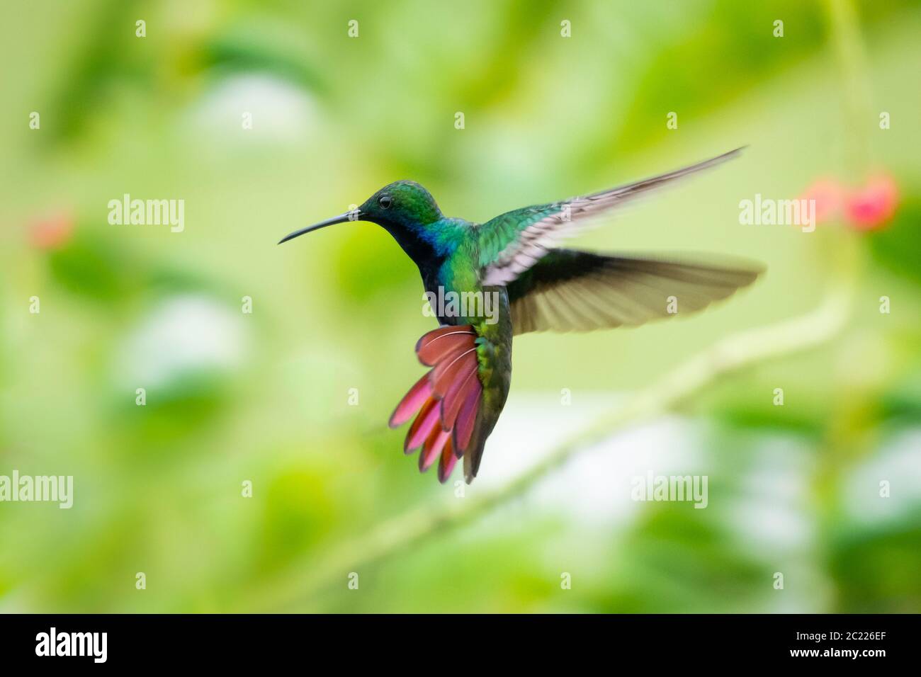 Ein Schwarzkehliger Mango-Kolibri schwebte in der Luft mit seinem Schwanz aufgeflammt. Stockfoto