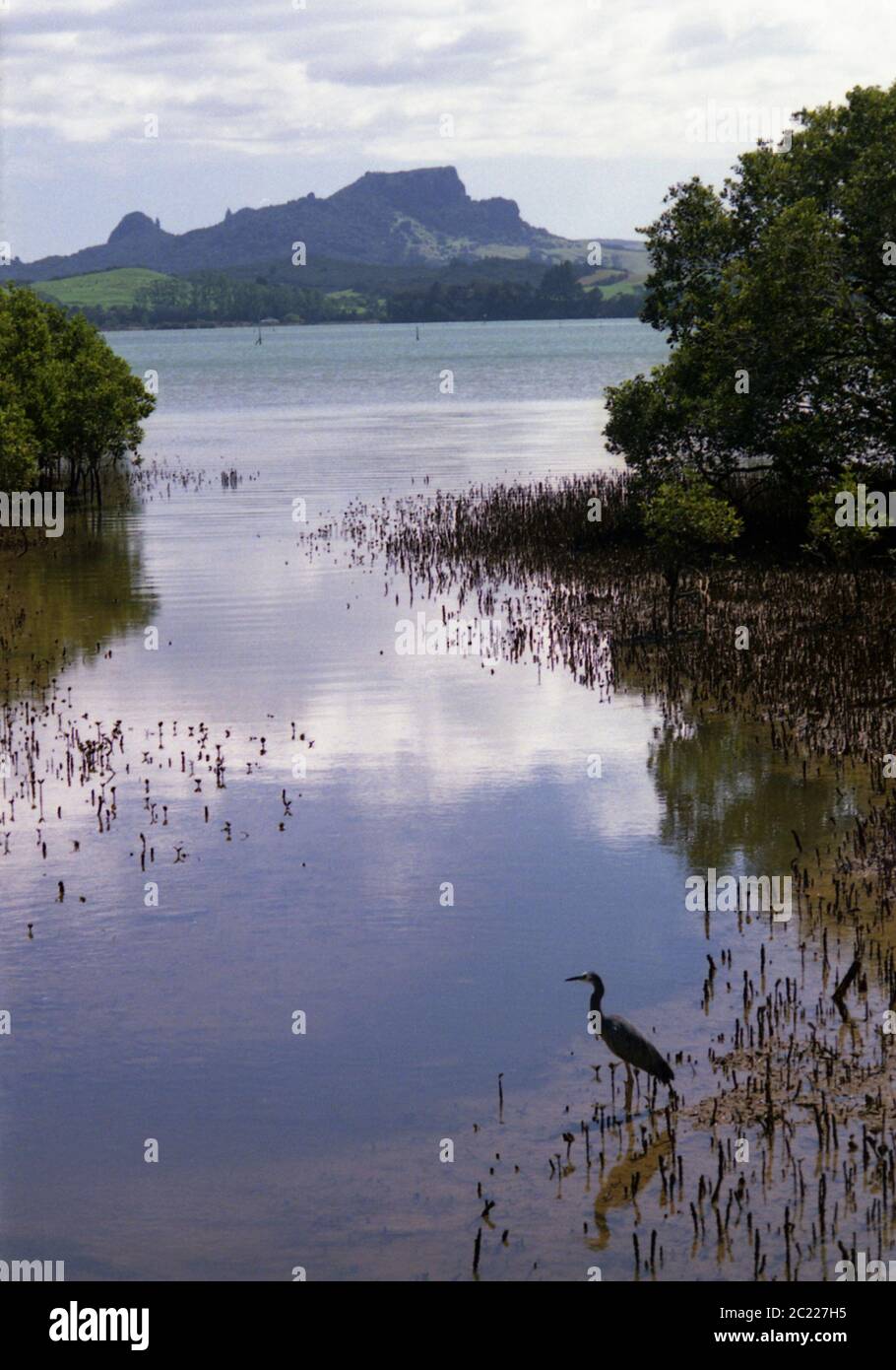 Whangaroa, Neuseeland, Bucht, See mit Reiher, Serene Küste, ruhige Morgendämmerung, Heron Silhouette im Vordergrund, Bäume, Schilf, Rush Reflexion stilles Wasser Stockfoto