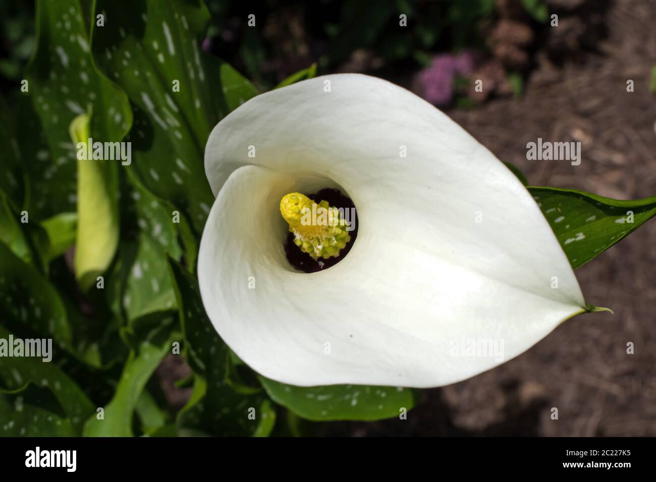 Calla Lilie auch als Arum Lilie im Garten bekannt. Die Art ist im südlichen Afrika in Lesotho, Südafrika und Swasiland heimisch. Stockfoto