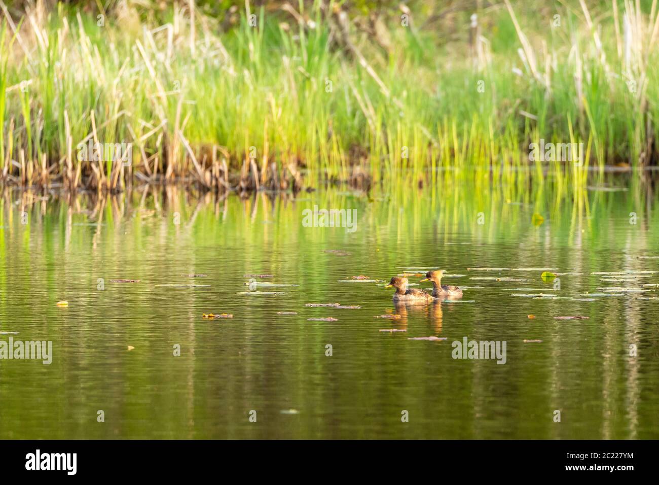 Zwei Enten in einem Teich Stockfoto