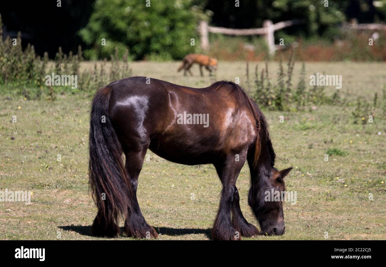Pferde in einem Sussex Feld, Großbritannien Stockfoto