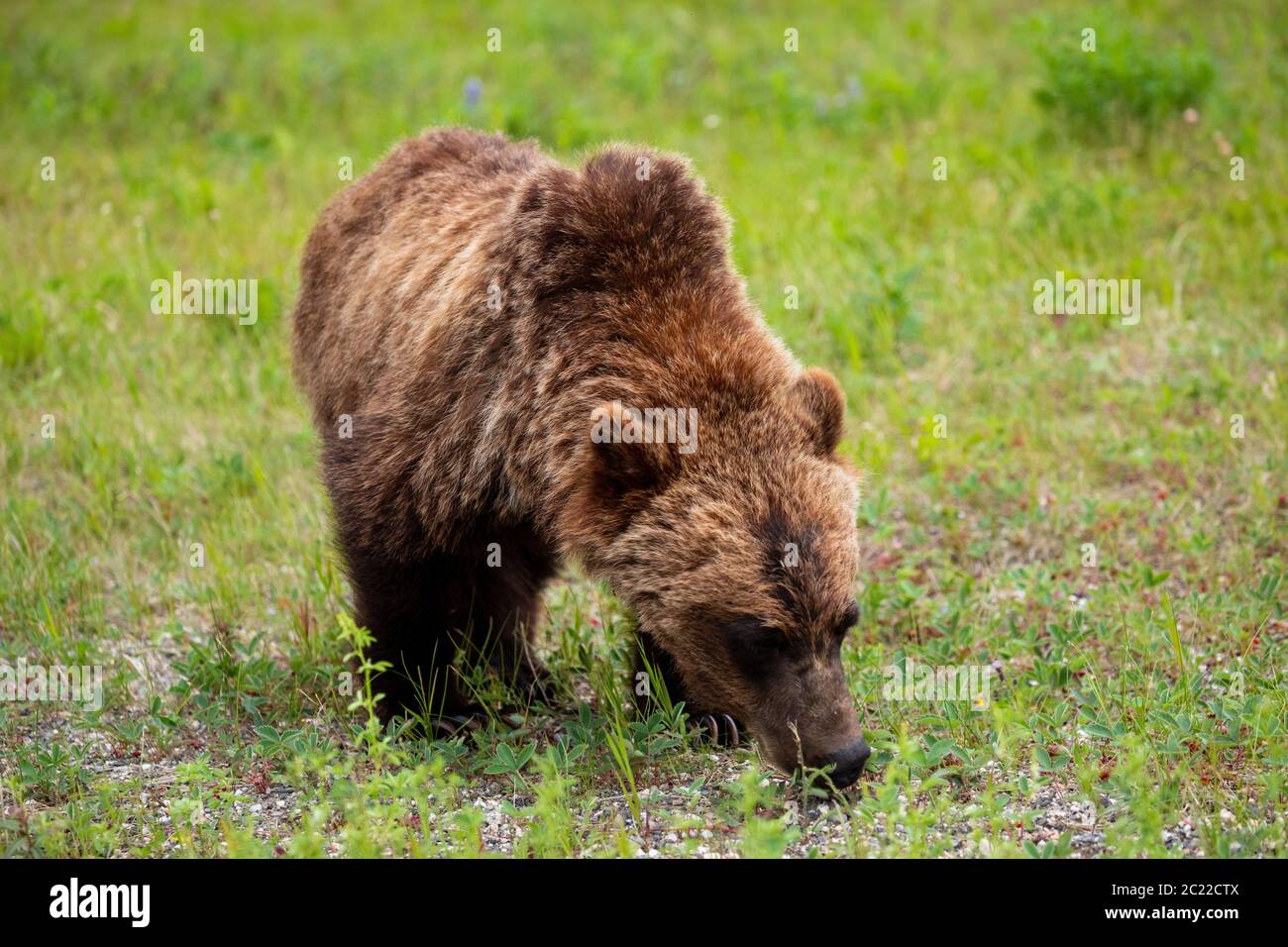 Grizzly Bear auf einer Wiese Stockfoto
