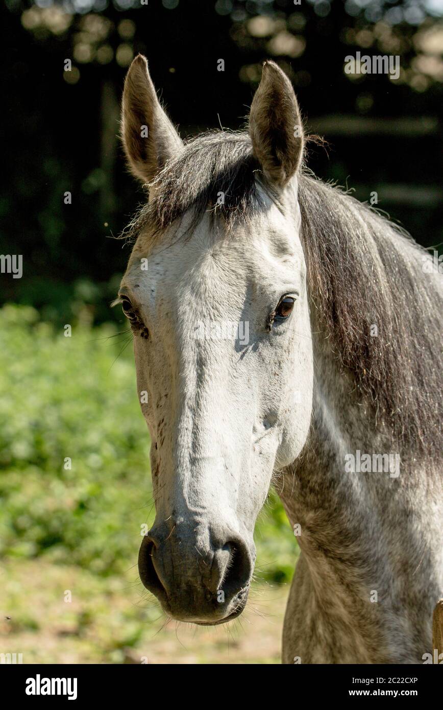 Pferde in einem Sussex Feld, Großbritannien Stockfoto