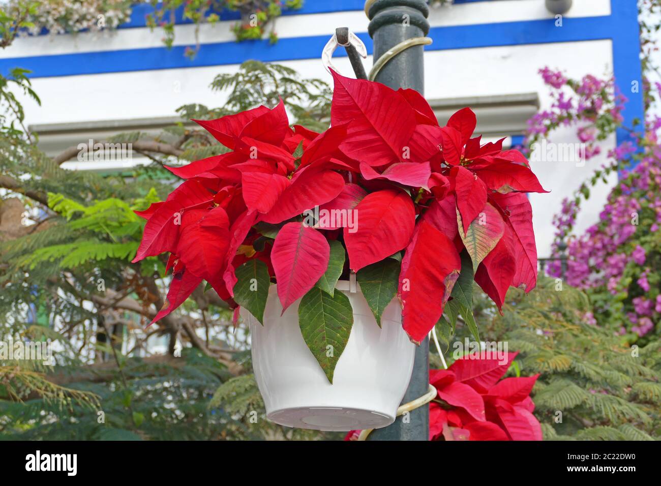 Schöne Blüten von rotem Christmstar hängen in Puerto de Mogan, ein schönes Ziel auf Gran Canaria, die zu den kanarischen Inseln gehört Stockfoto