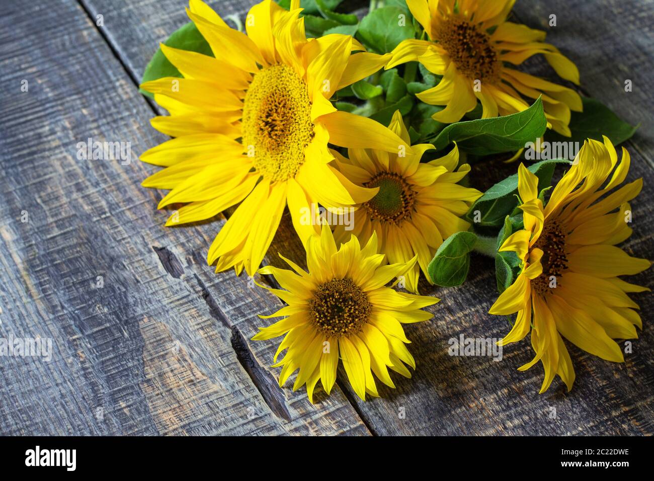 Hintergrund von Sonnenblumen. Blumen Sonnenblumen-Bouquet auf einem Holztisch. Speicherplatz kopieren. Stockfoto