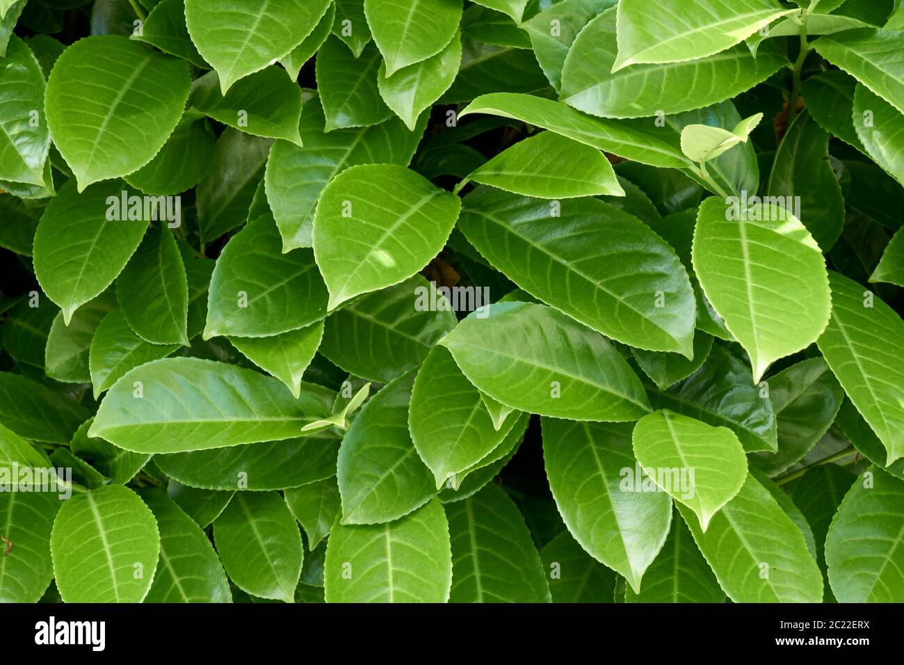 Nahaufnahme von leuchtend grünen Salalblättern Gaultheria shallon, Vancouver, BC, Kanada Stockfoto