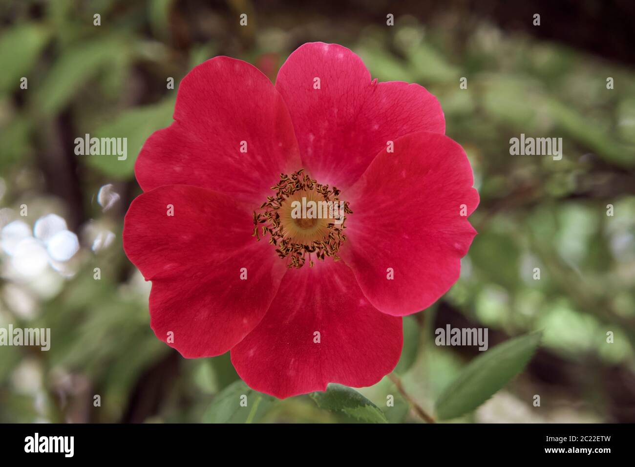 Nahaufnahme einer leuchtend roten Rosa moyesii 'Geranium' Wildrose Blume Stockfoto