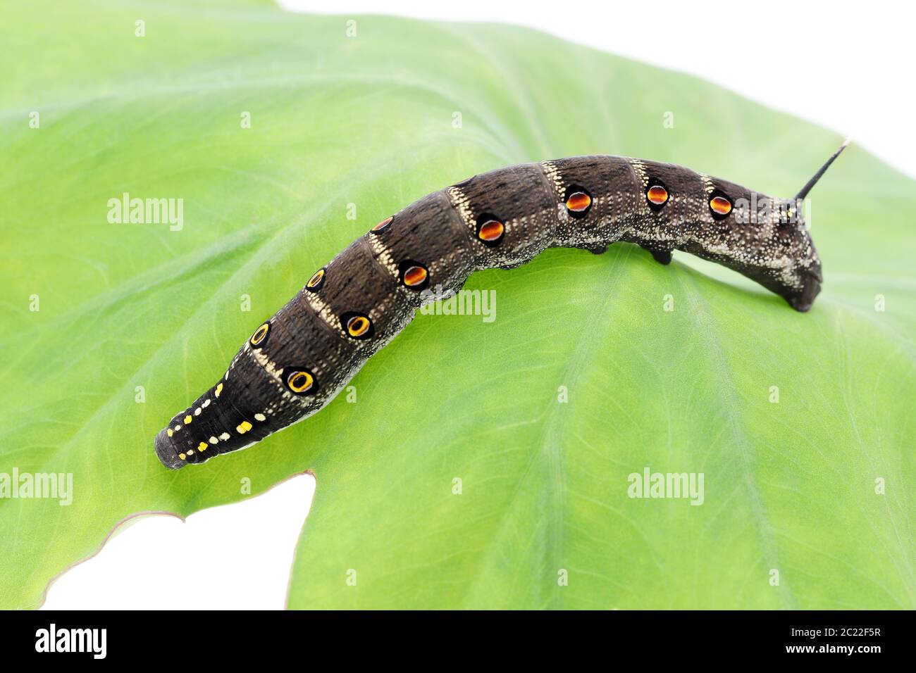 Studio geschossen von großen schwarzen Raupe auf einem Blatt Hintergrund Stockfoto