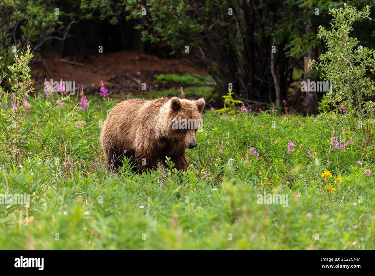 Grizzly Bear auf einer Wiese Stockfoto
