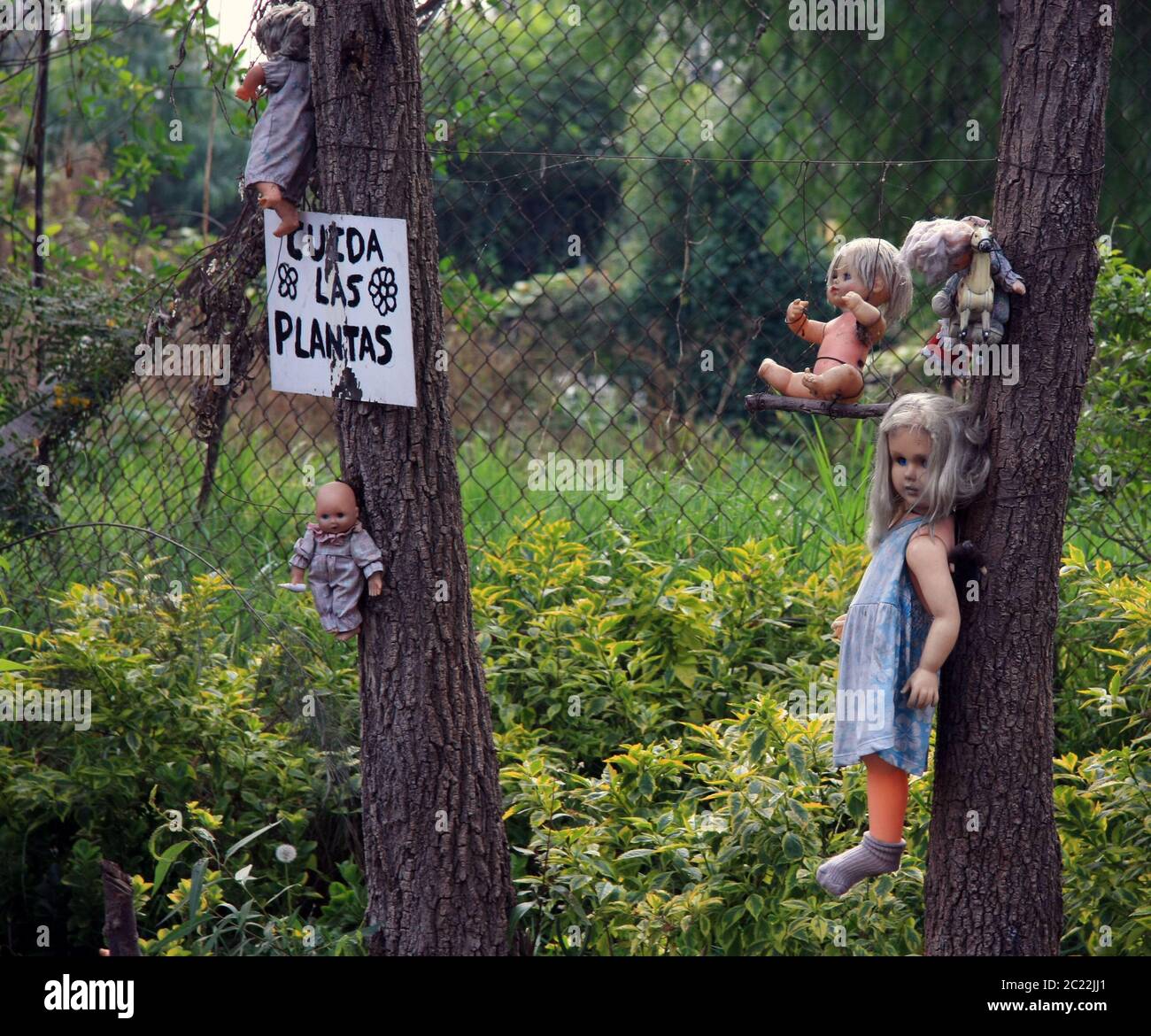 Die Insel der Puppen (La Isla de las Muñecas) kleine Inseln im Xochimilco-See, Mexiko-Stadt, Mexiko Stockfoto