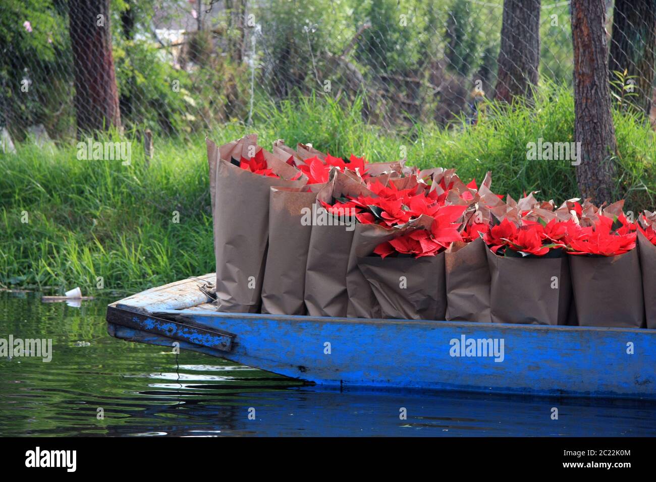 Weihnachtssterne Pflanzen und Blumen in braunen Papiertüten auf einem Holzboot, das auf den xochimilco Kanälen, Mexiko-Stadt, Mexiko, geliefert wird Stockfoto