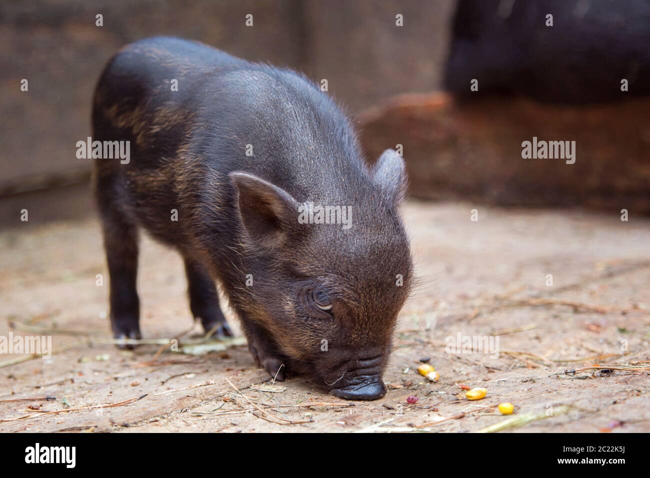 Schwarzes Mini-Schwein der Vietnamesen Rasse auf Stall. Neugieriges kleines Ferkel auf einem Bauernhof, das die Kamera anschaut. Kleines Baby Schwarzes Schwein im Stall auf dem Bauernhof. Süßes kleines Stockfoto