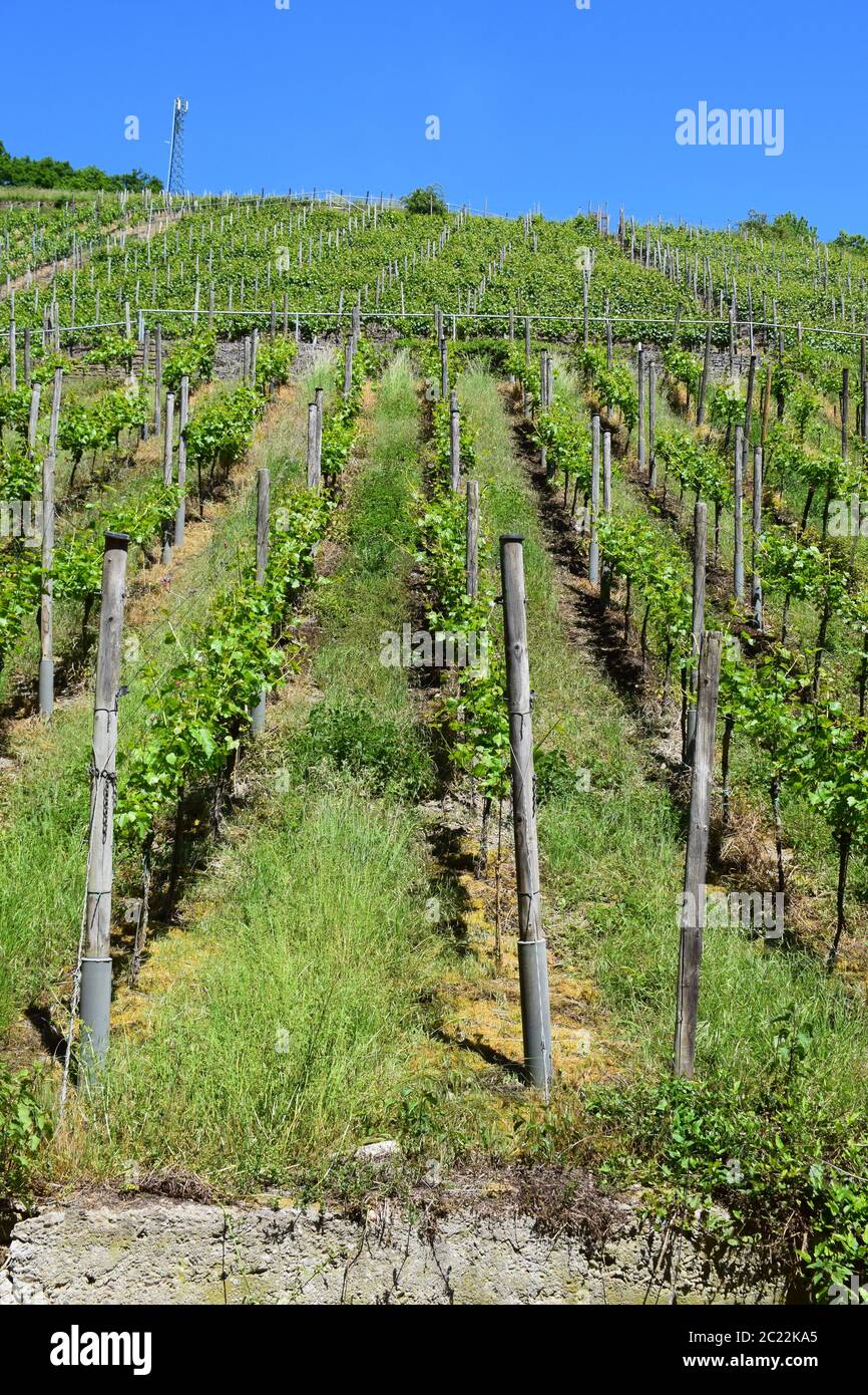 Weinberg in ahrweiler Fotos und Bildmaterial in hoher Auflösung Alamy