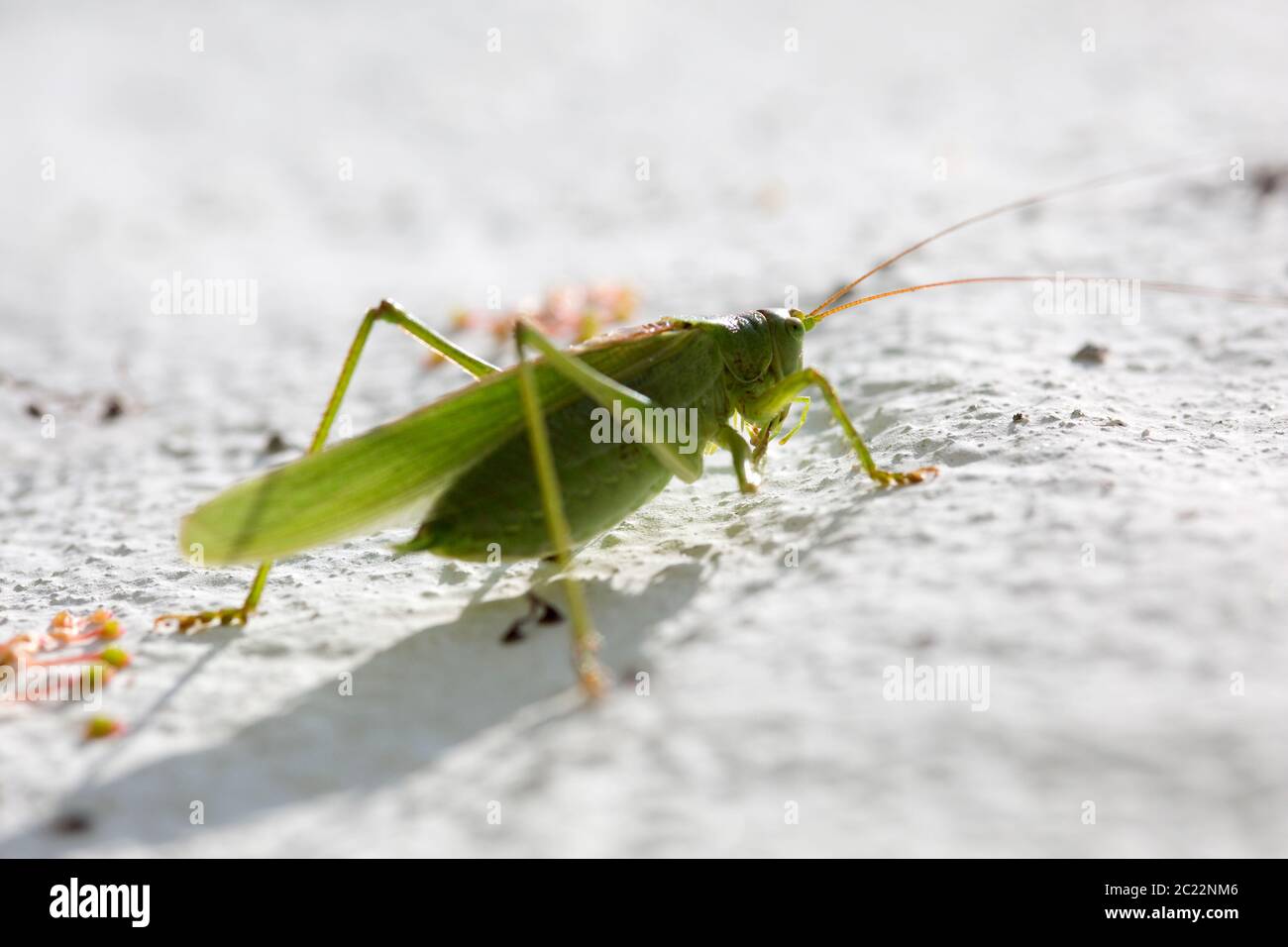 Grünes Heupferd (Tettigonia Viridissima), grüne Laubheuschrecke, einer weissen Hauswand Stockfoto