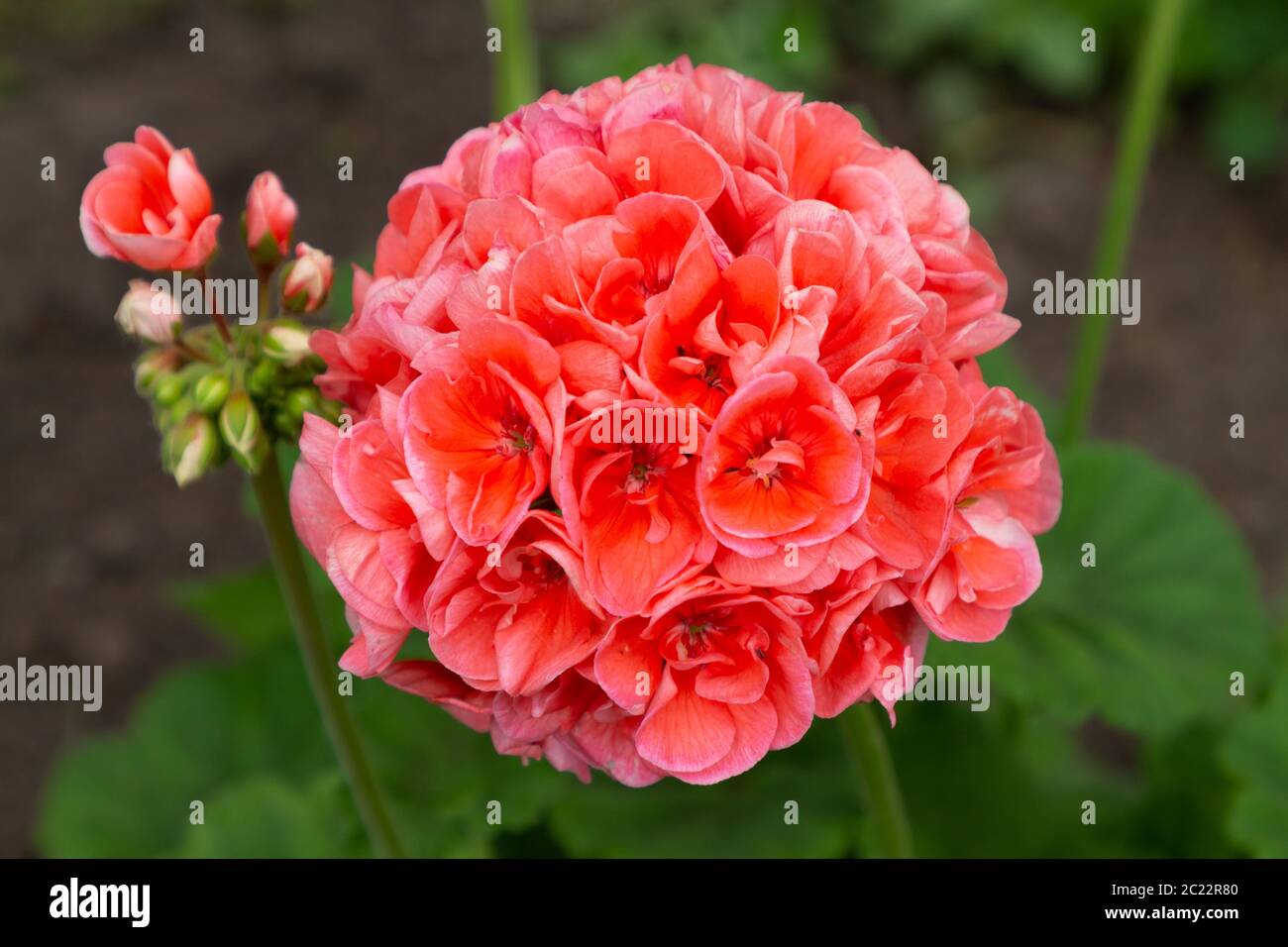 Lachs rosa Pelargonium Blüten Nahaufnahme. Gartenpelargonium oder Pelargonium zonale. Stockfoto