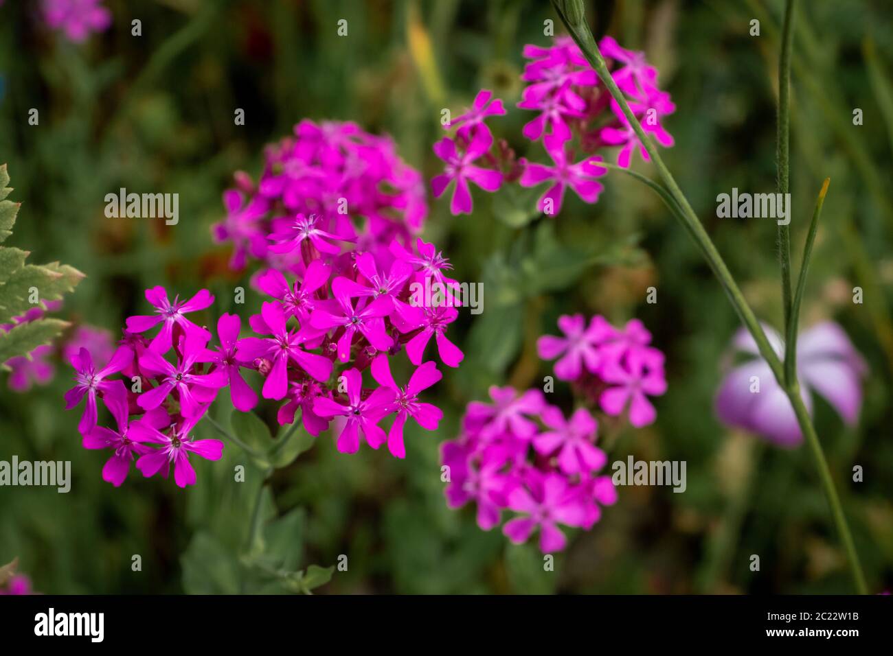 Schöne süße william Catchfly mit kleinen rosa Blumen, Provinz Overijssel, Niederlande Stockfoto