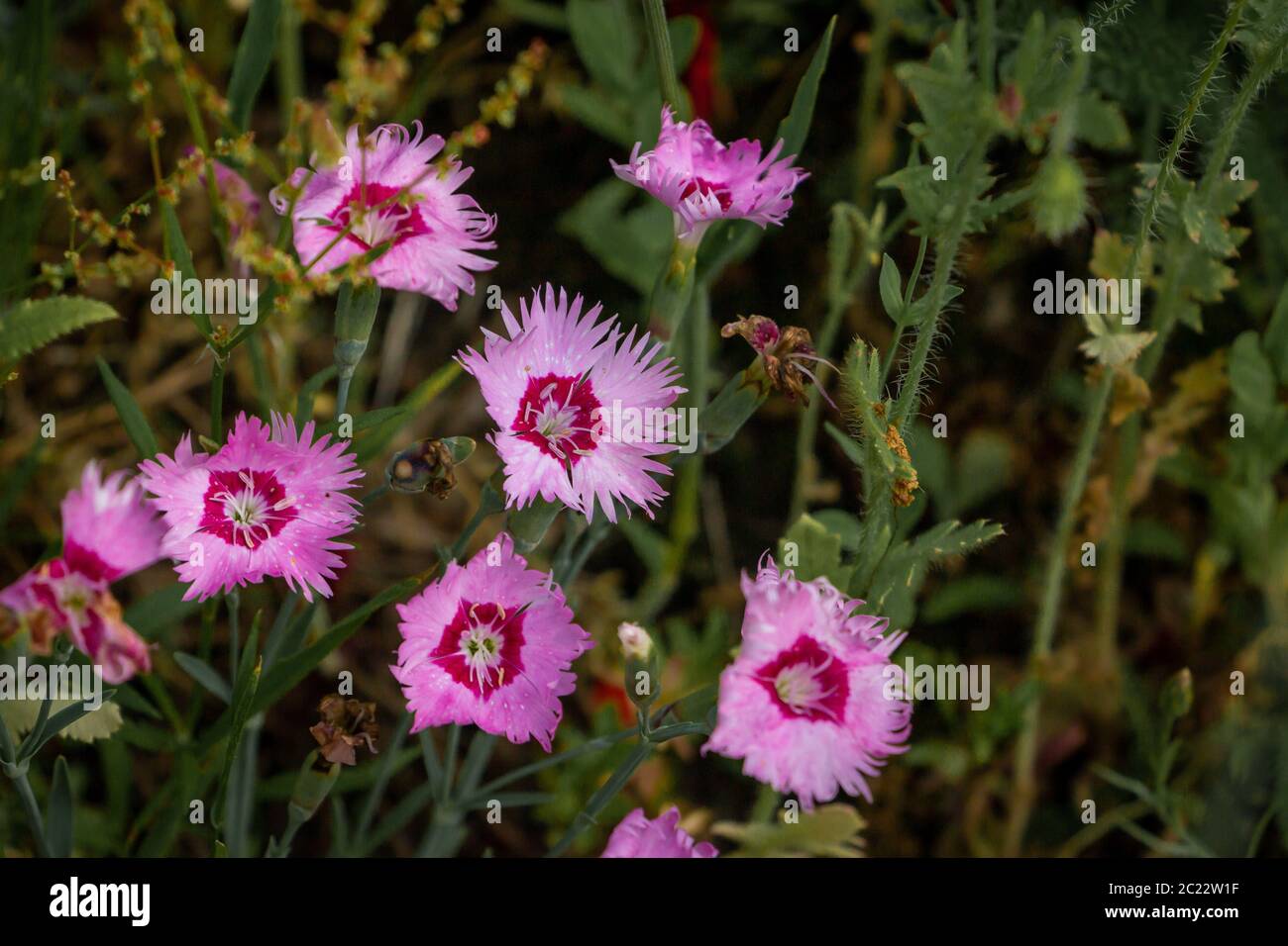 Felskarnations oder Gillyflower mit schönen lila roten Blumen in der Wildnis fotografiert, Provinz Overijssel Niederlande Stockfoto