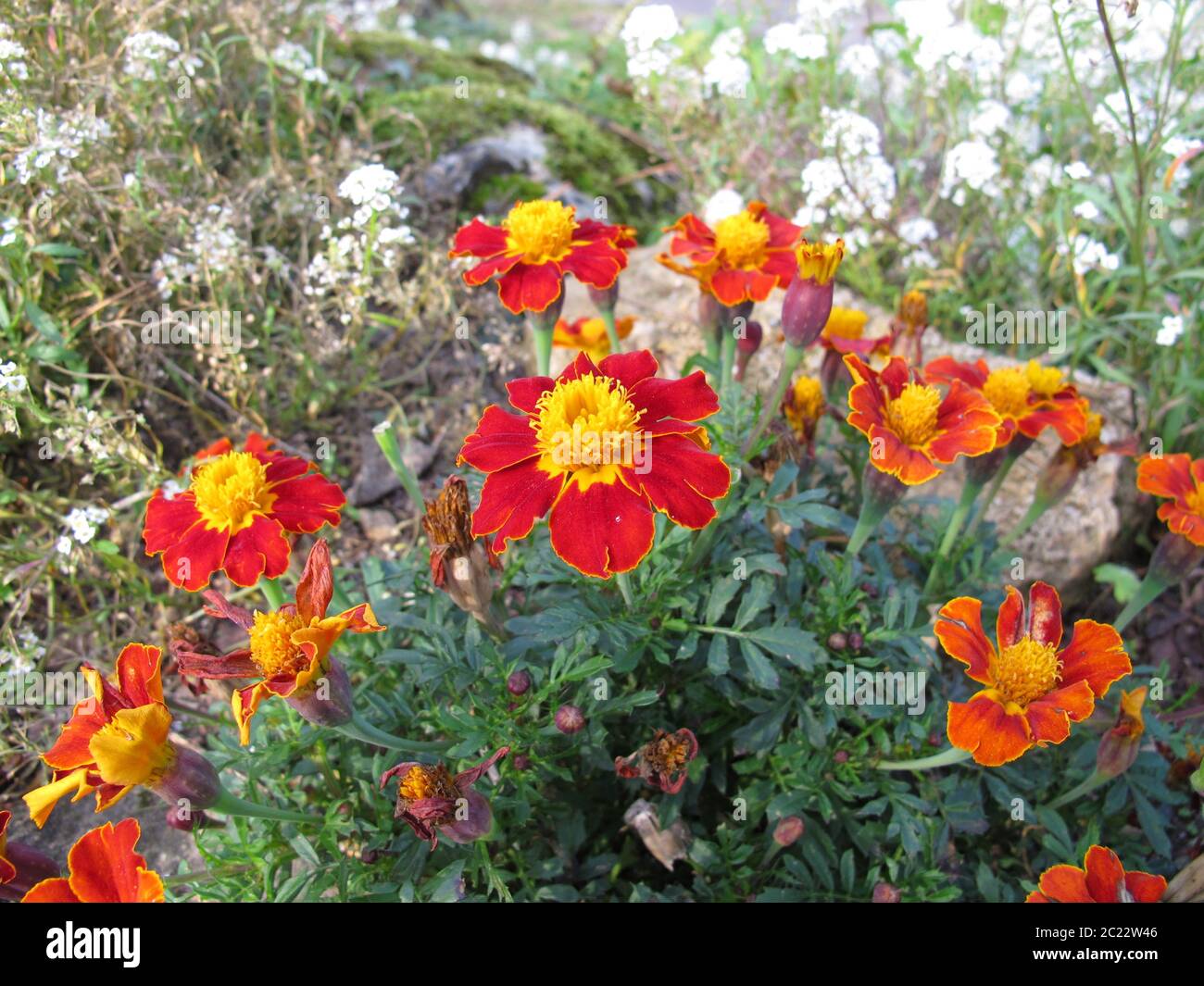 Seget Ringelblume, Tagetes tenuifolia, mit Blüten in rot und gelb Stockfoto